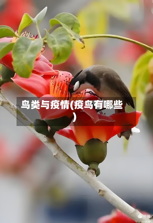 鸟类与疫情(疫鸟有哪些)-第2张图片