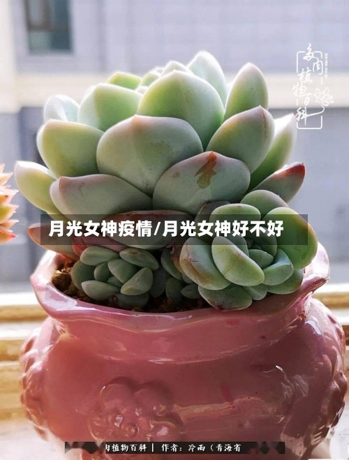 月光女神疫情/月光女神好不好-第1张图片